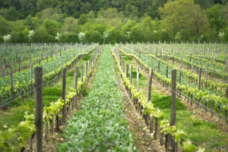 Vignes engrais naturel Chateau les Mangons