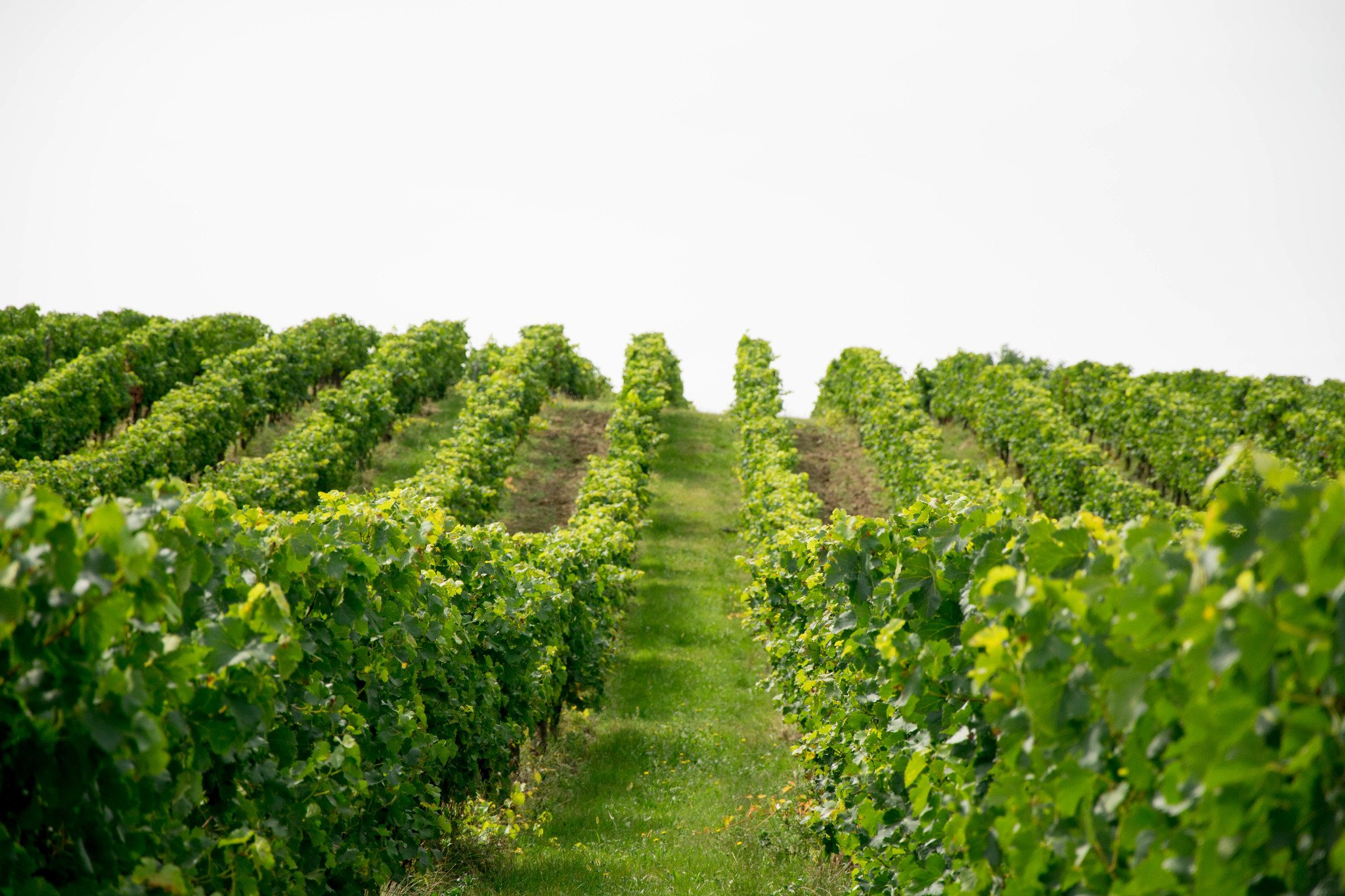 Vignoble Coteau Chateau les Mangons